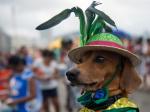 http://noticias.terra.es/mundo/el-desfile-del-carnaval-para-animales-de-rio-de-janeiro,34290e39b5644410VgnVCM10000098cceb0aRCRD.html