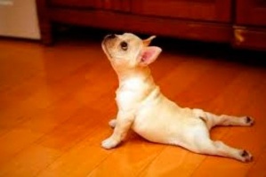 yoga para nuestros perros